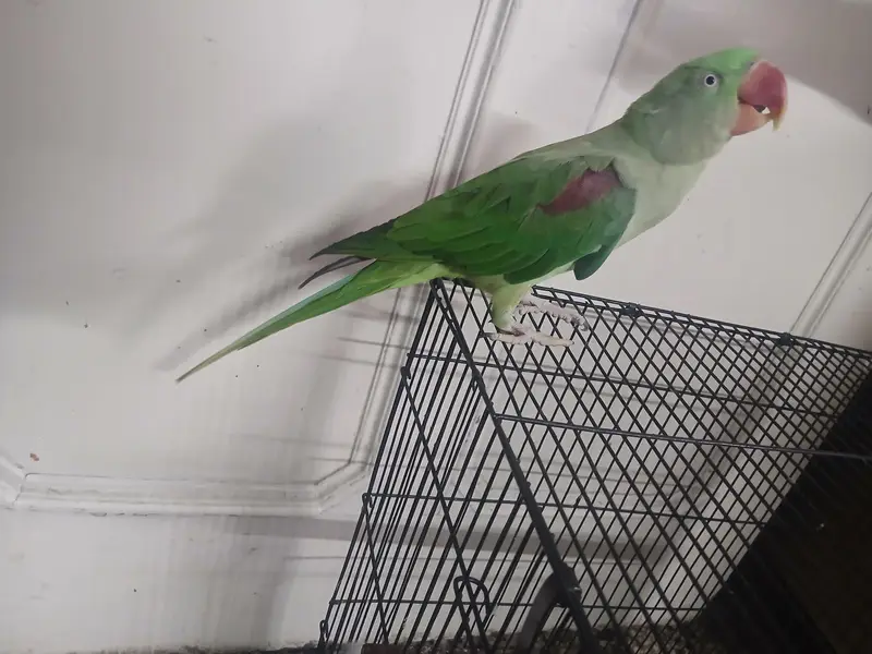 kashmiri raw parrot — photo 2