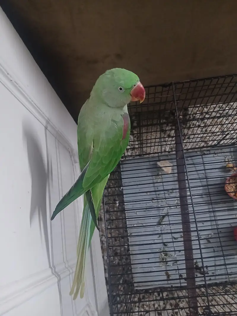 kashmiri raw parrot — photo 3