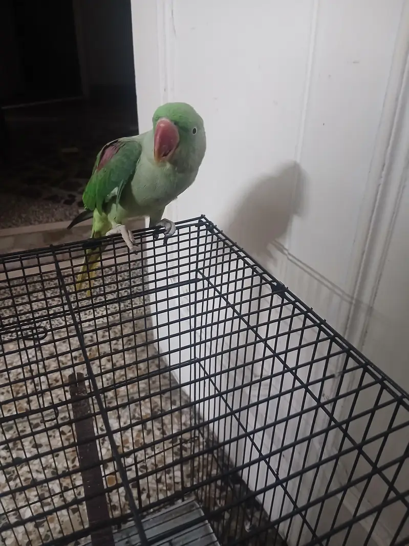 kashmiri raw parrot — photo 4
