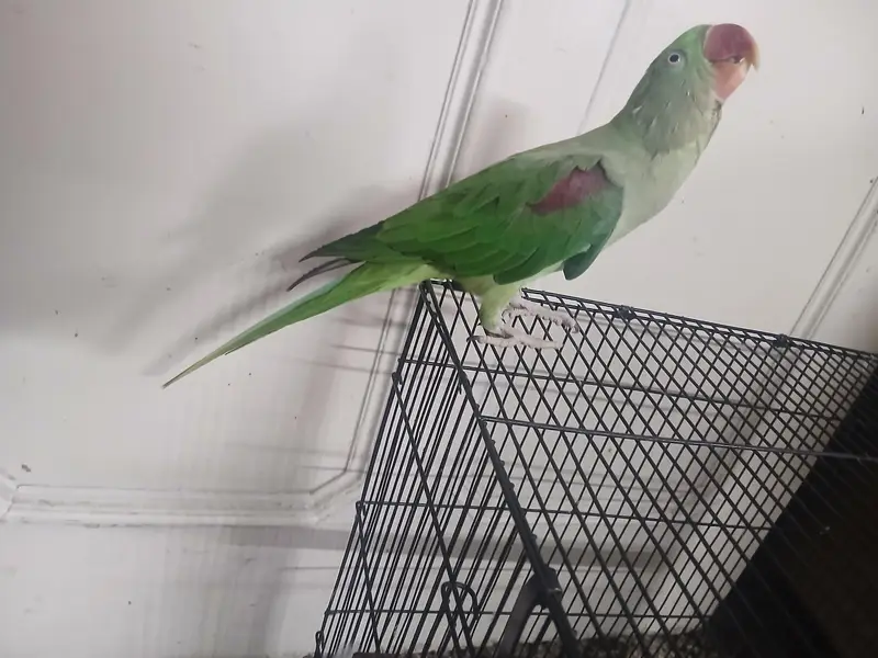 kashmiri raw parrot — photo 5
