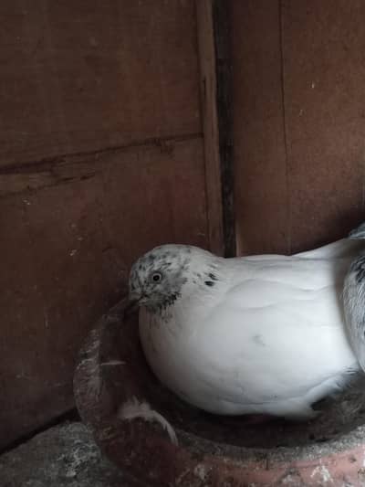 FAQEERGULL ( Description Read please )
