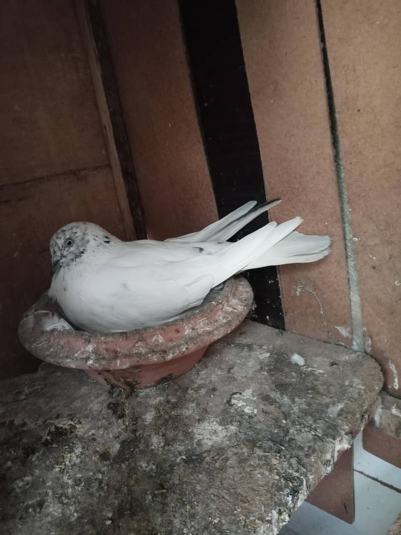FAQEERGULL ( Description Read please ) 1
