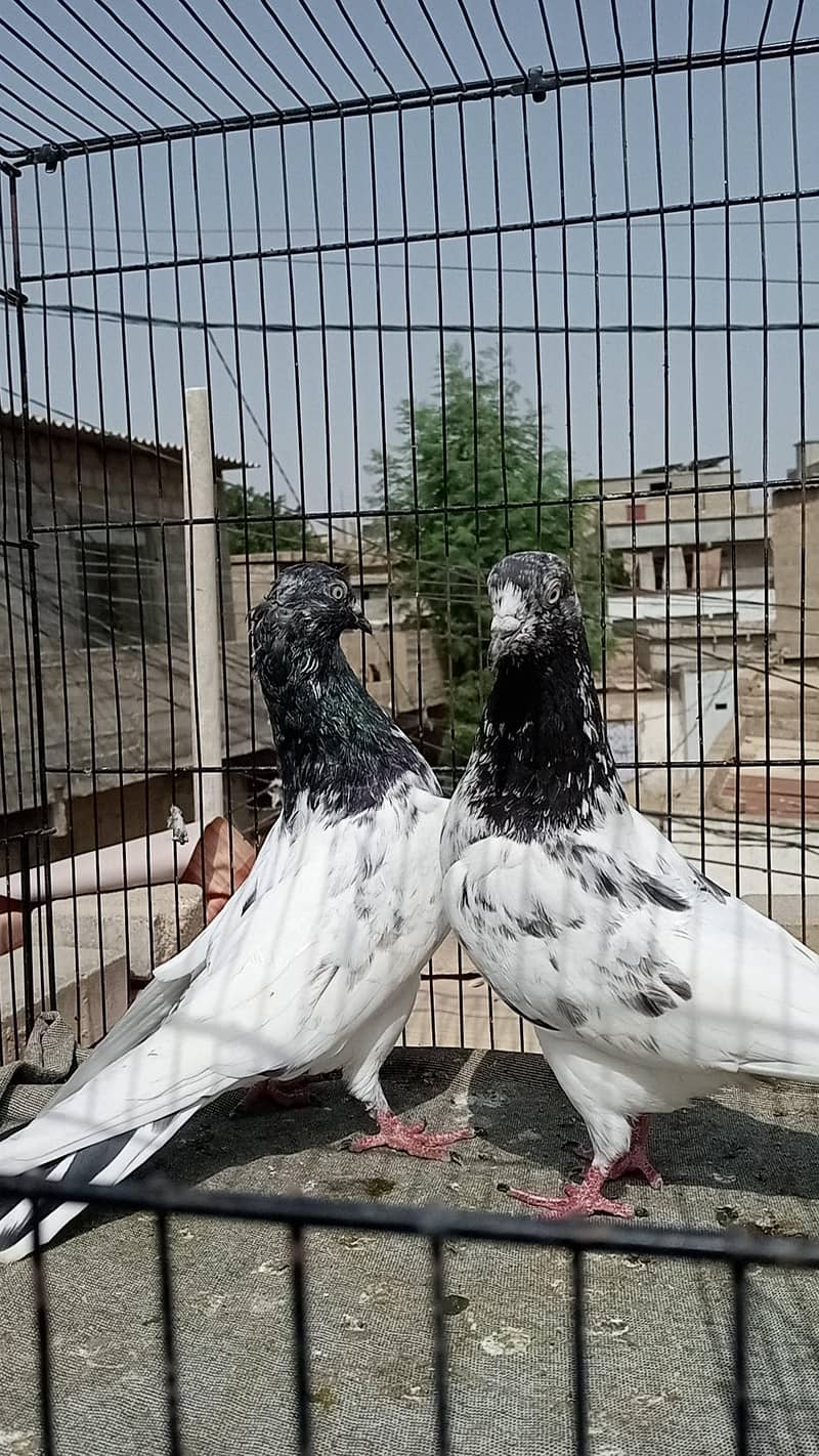 FAQEERGULL ( Description Read please ) 2