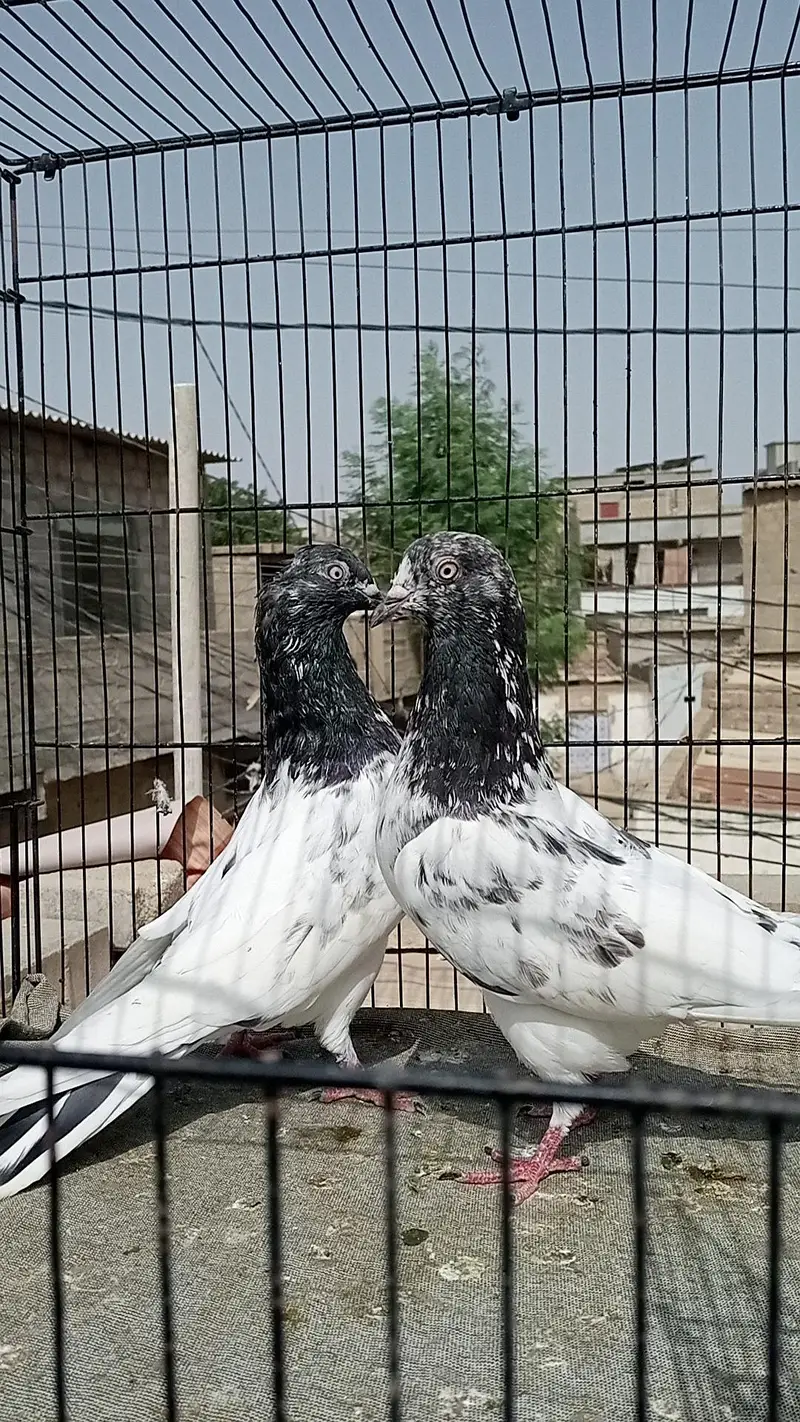 FAQEERGULL ( Description Read please ) — photo 4