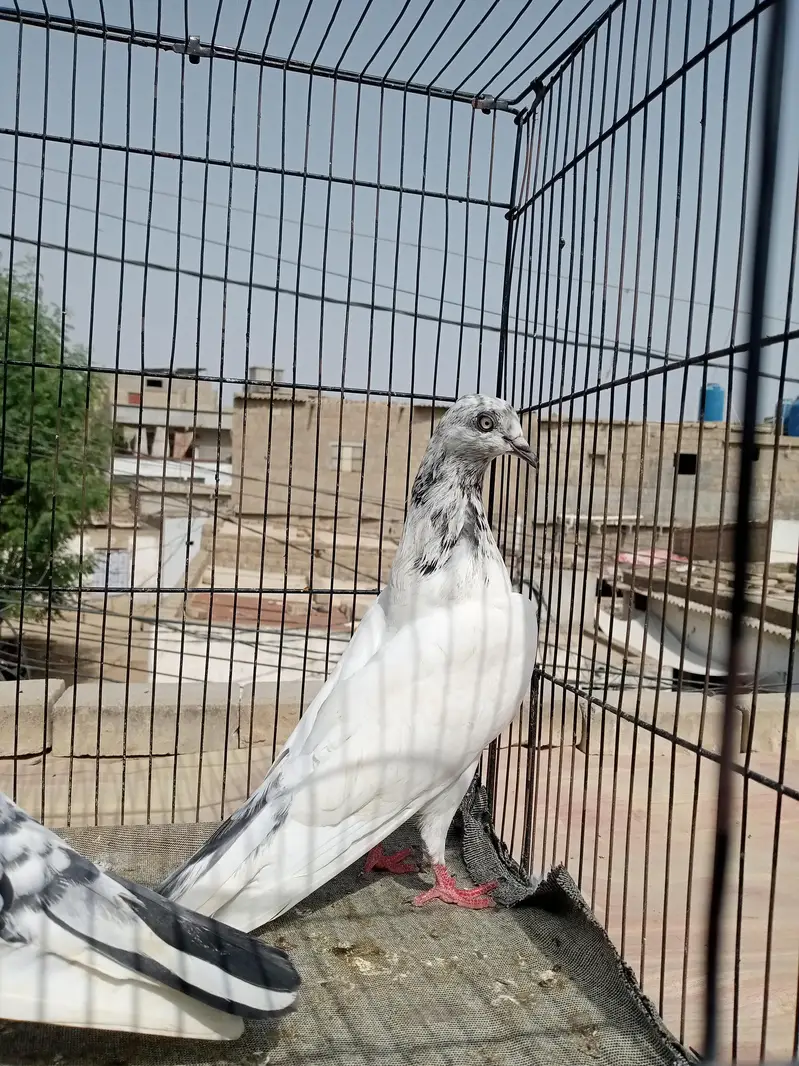 FAQEERGULL ( Description Read please ) — photo 5