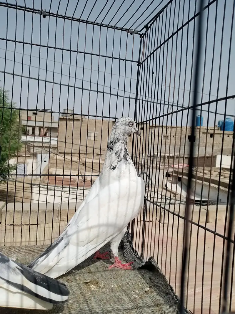 FAQEERGULL ( Description Read please ) — photo 6