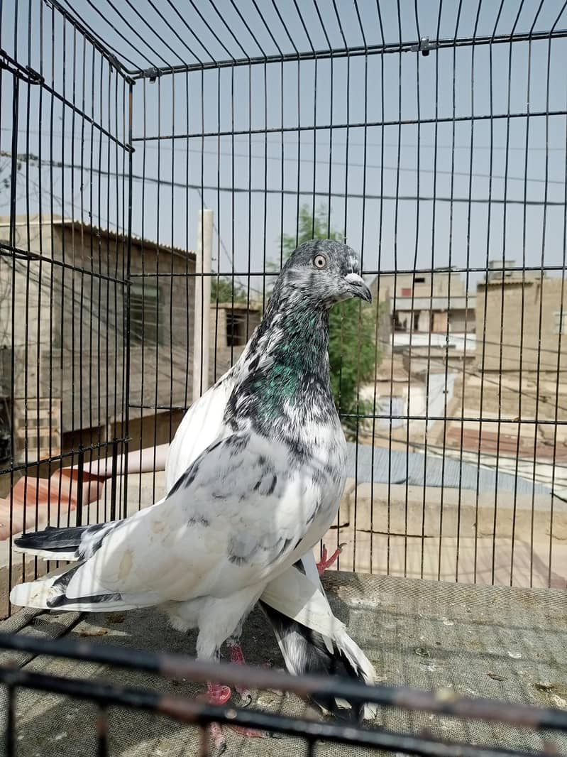 FAQEERGULL ( Description Read please ) 6