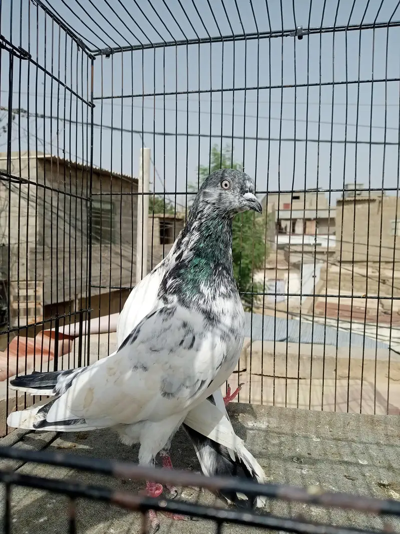 FAQEERGULL ( Description Read please ) — photo 7