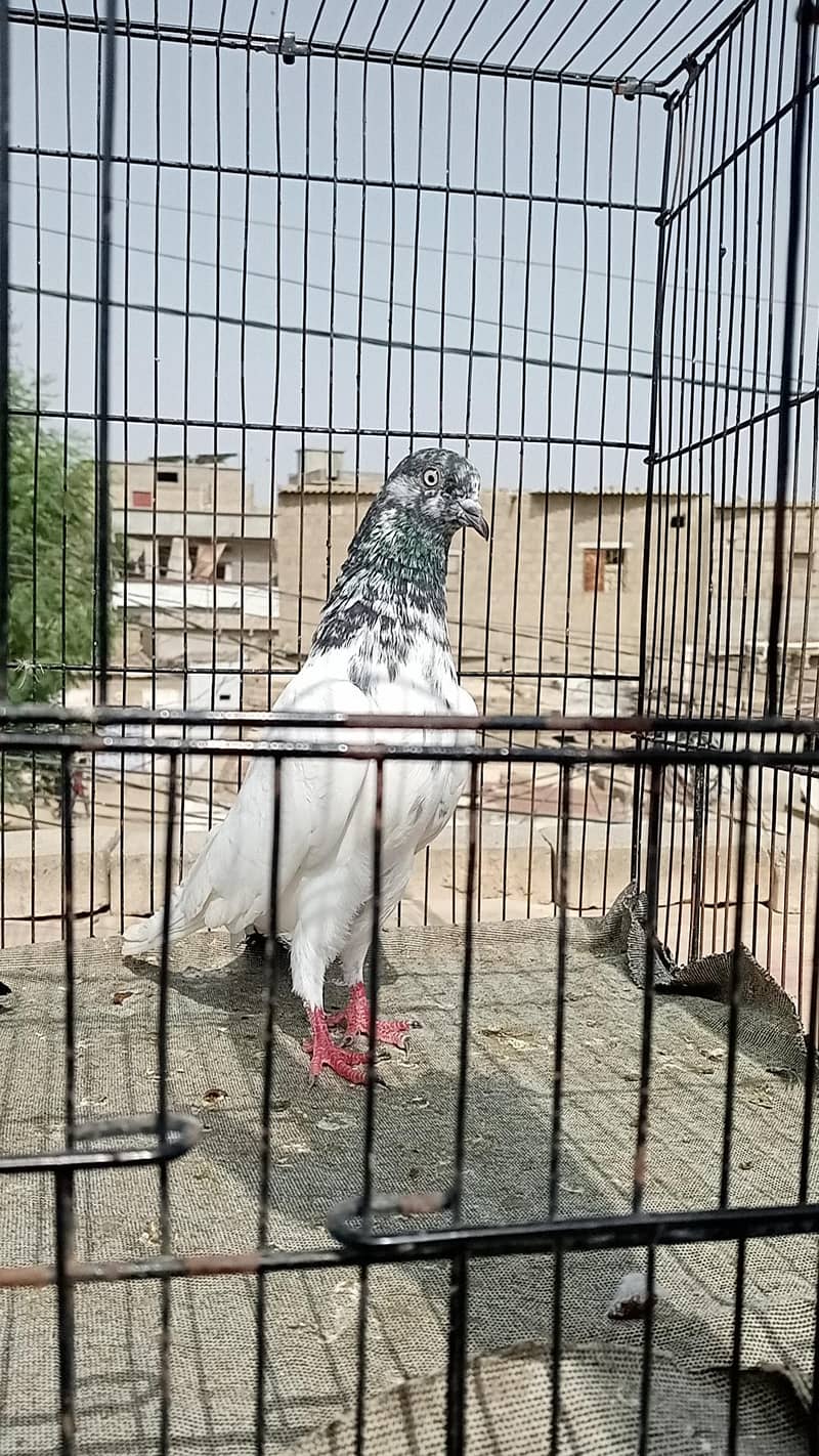 FAQEERGULL ( Description Read please ) 7