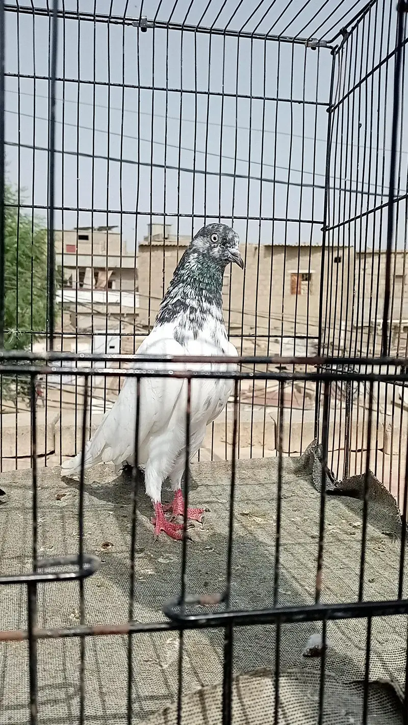 FAQEERGULL ( Description Read please ) — photo 8