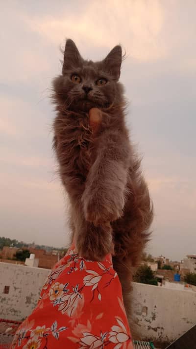 Paid Adoption of Persian Kittens
