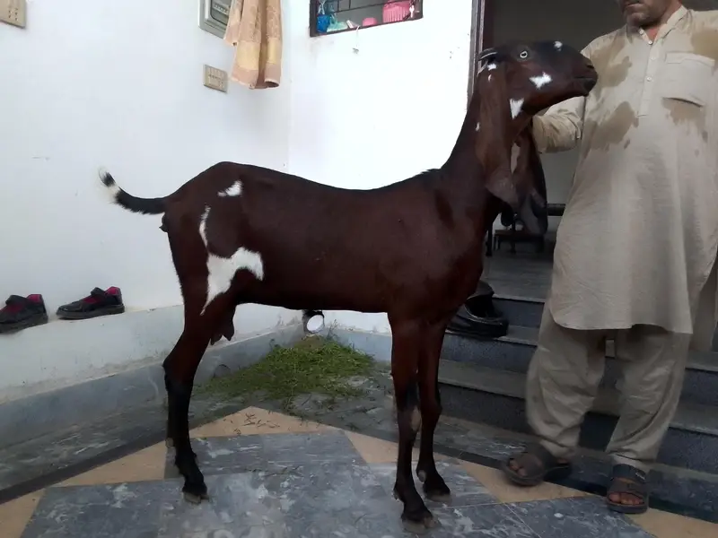pure nagri amratsari bahot acha ghr ke ha with prof — photo 2