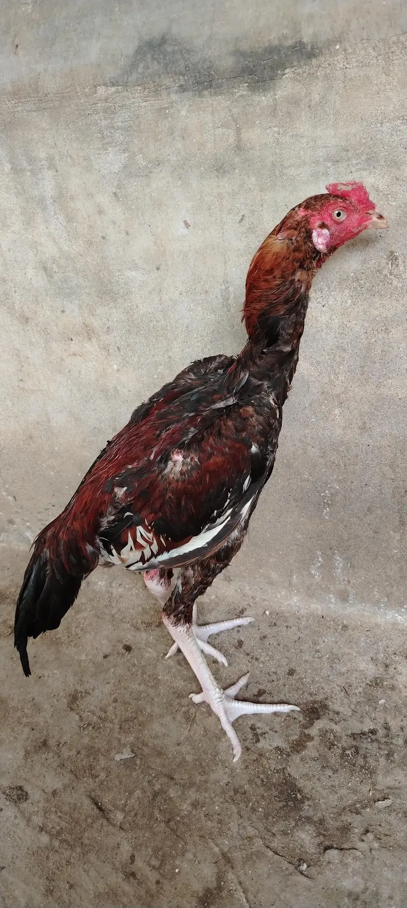 Aseel Male for sale — photo 8