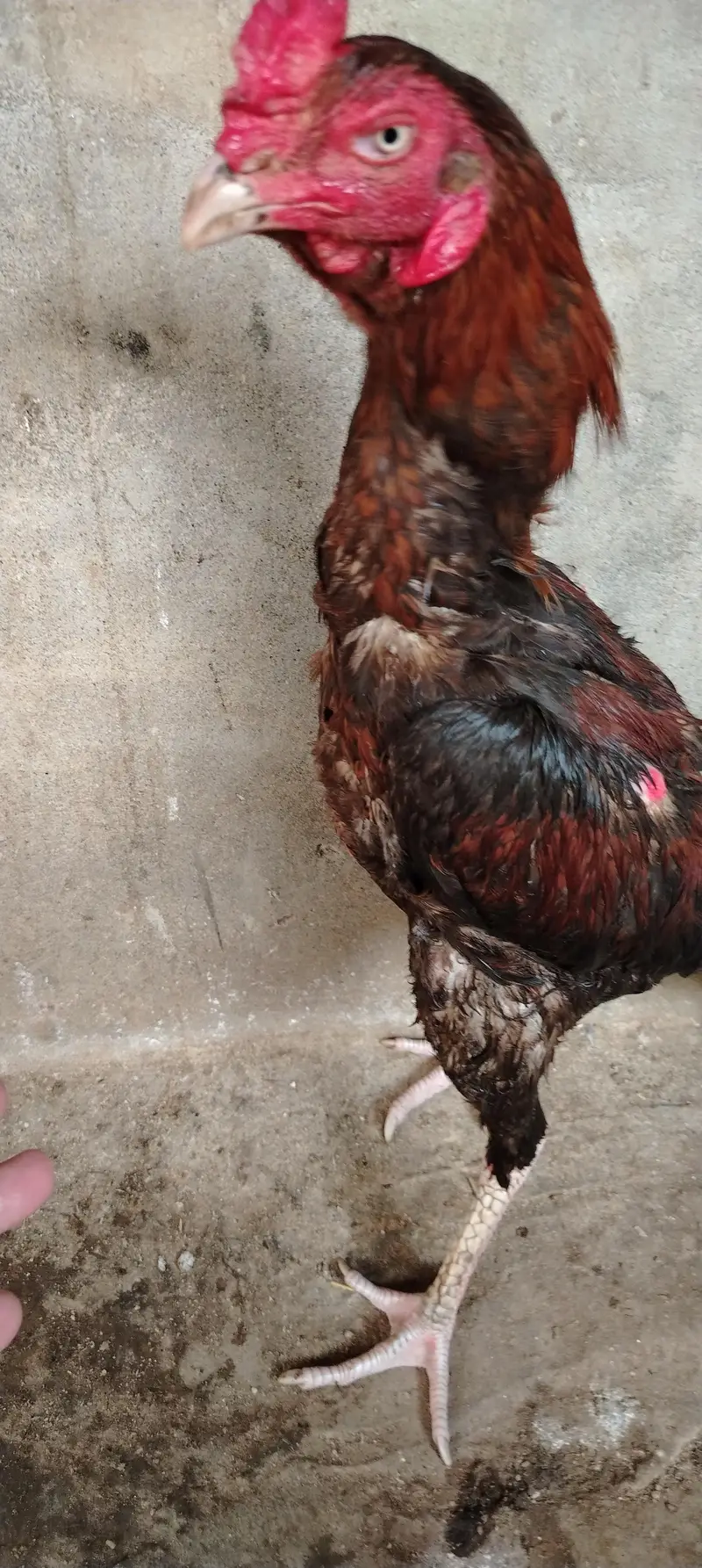 Aseel Male for sale — photo 10