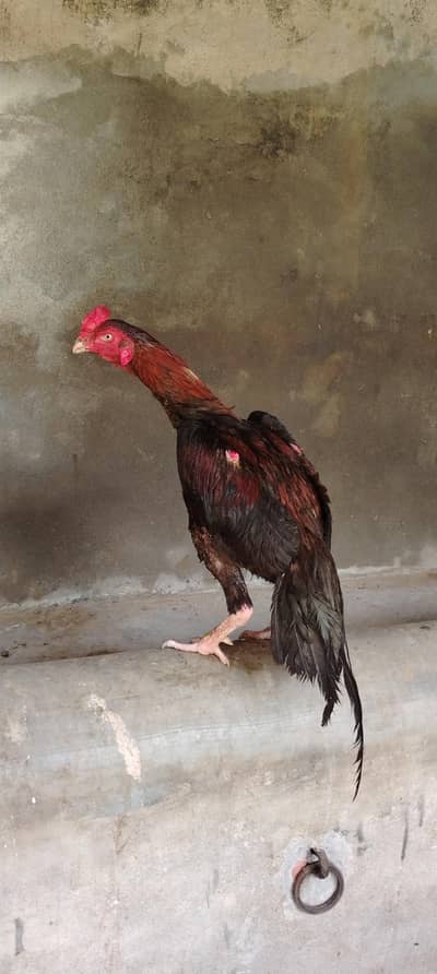 Aseel Male for sale