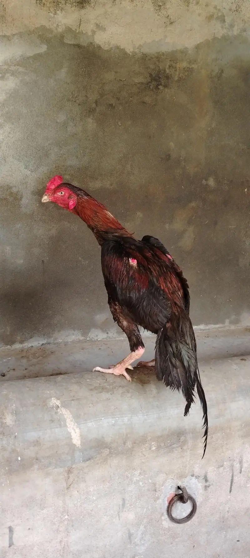 Aseel Male for sale — photo 11