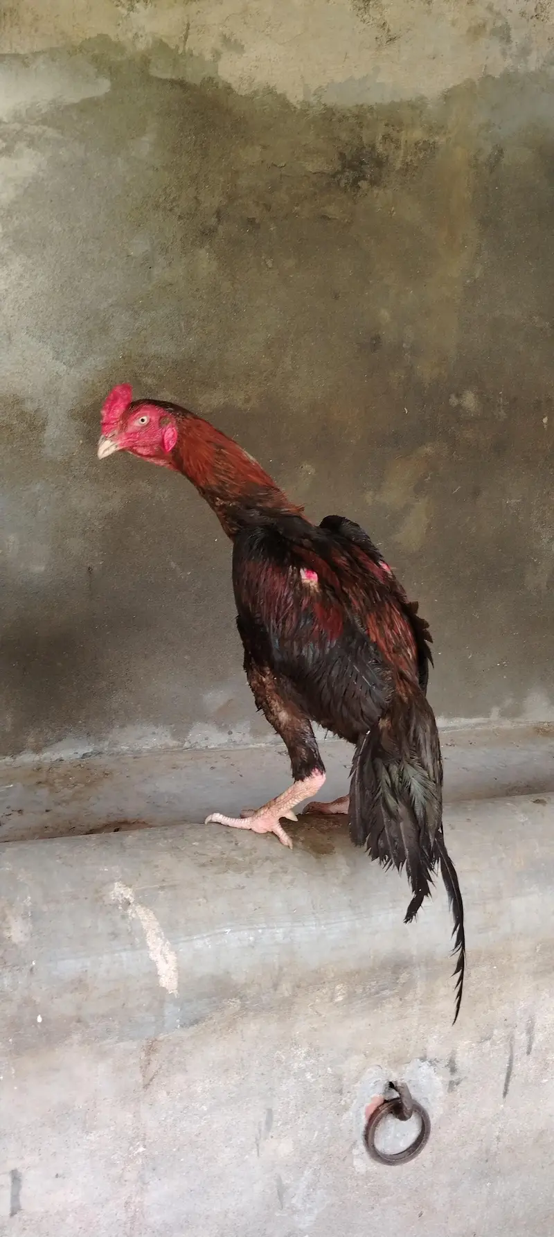 Aseel Male for sale — photo 12