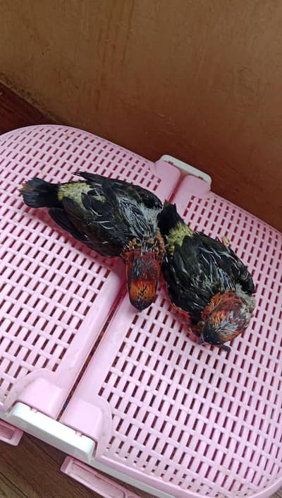 Dusky Lorry Chicks