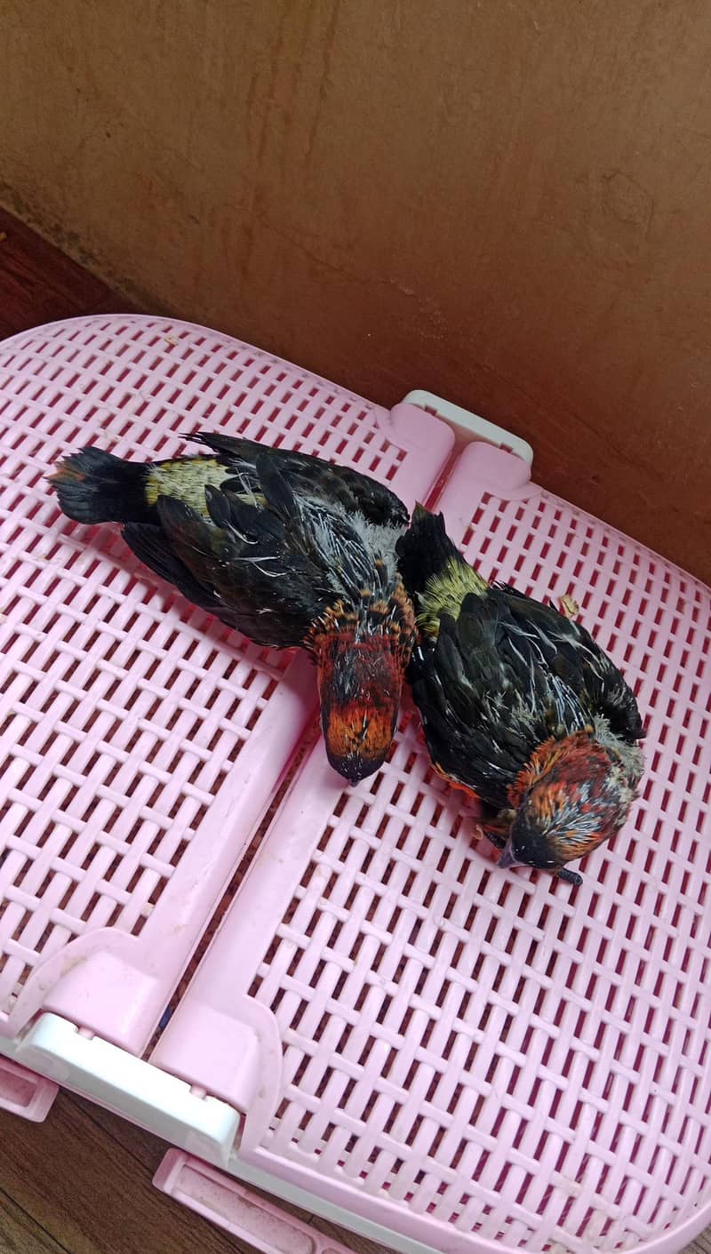 Dusky Lorry Chicks 0