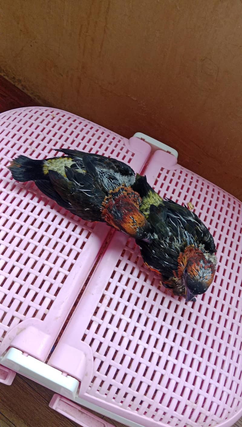 Dusky Lorry Chicks 1
