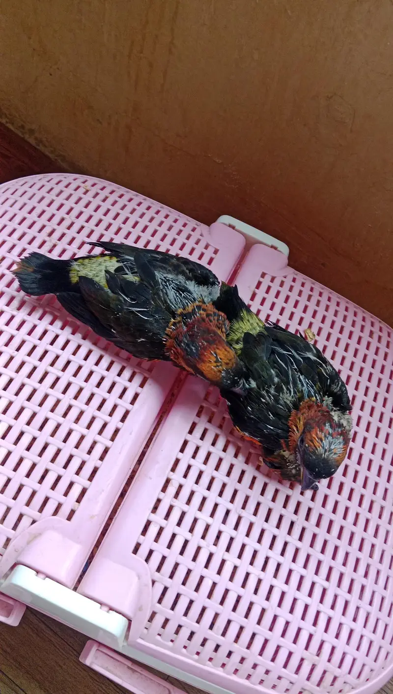 Dusky Lorry Chicks — photo 2