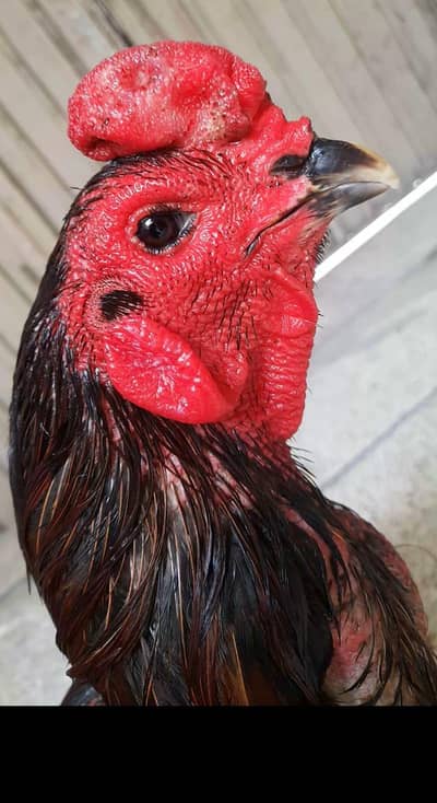 pure panus pakoy male