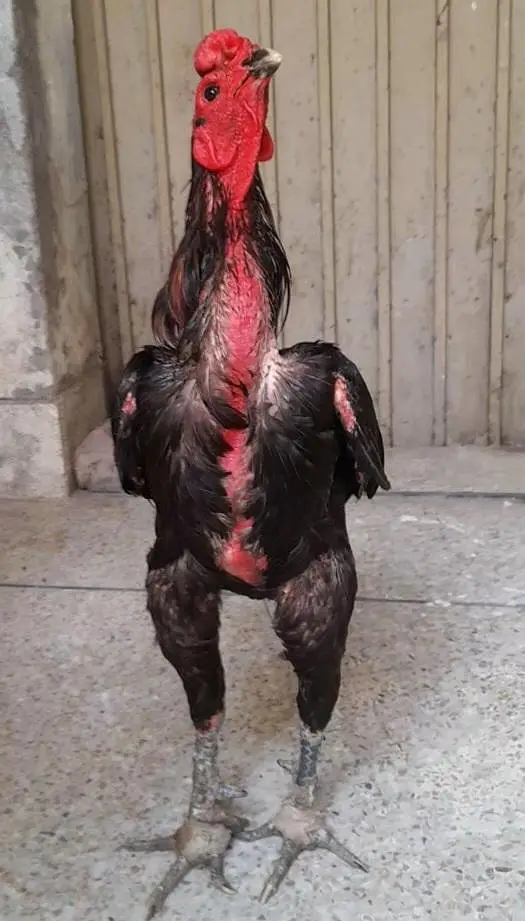 pure panus pakoy male — photo 2