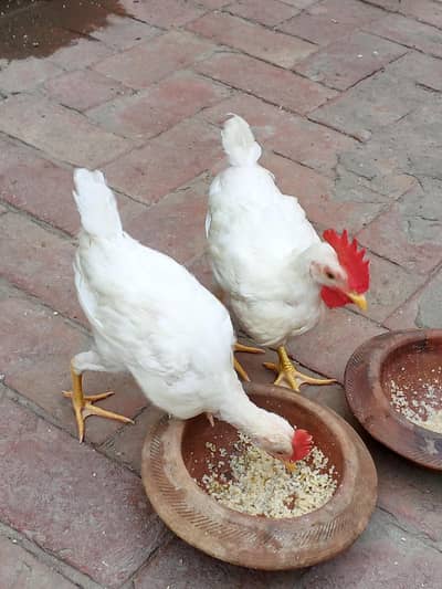 2 white males for sale