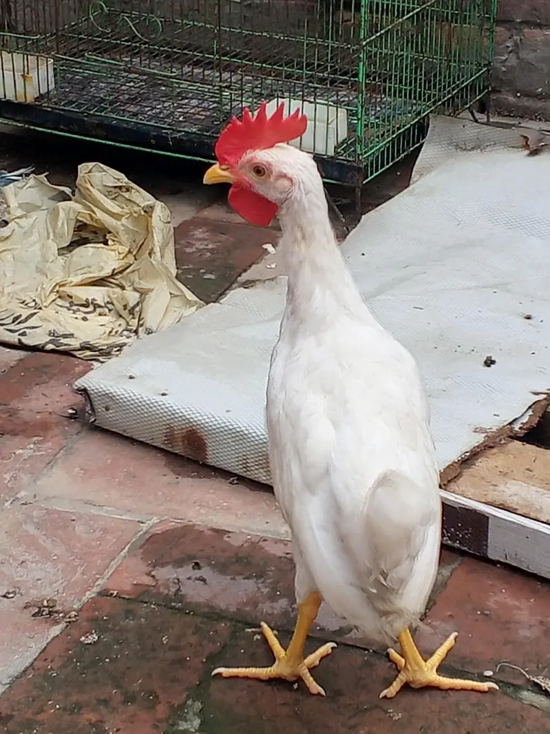 2 white males for sale — photo 2