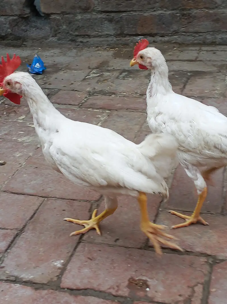 2 white males for sale — photo 3