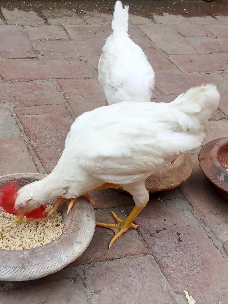2 white males for sale — photo 4