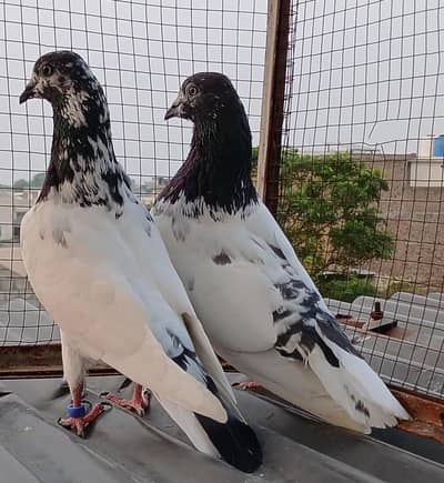 ch wala teedy  ali wala  breeder pairs