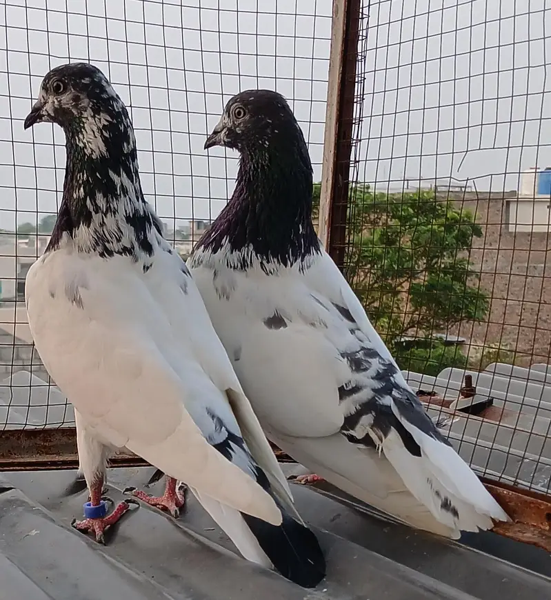 ch wala teedy  ali wala  breeder pairs