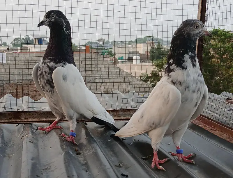 ch wala teedy  ali wala  breeder pairs — photo 2