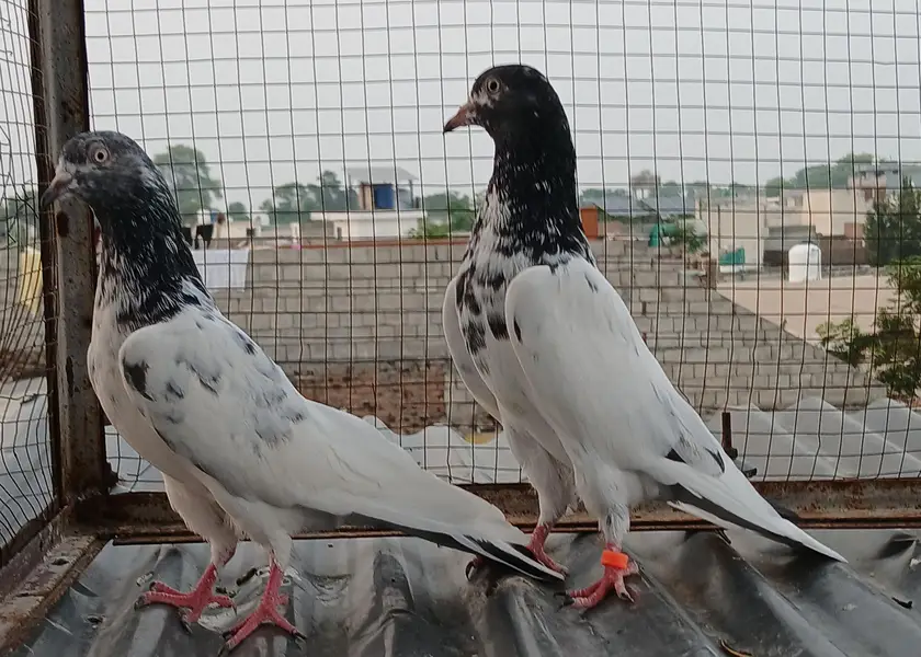 ch wala teedy  ali wala  breeder pairs — photo 3
