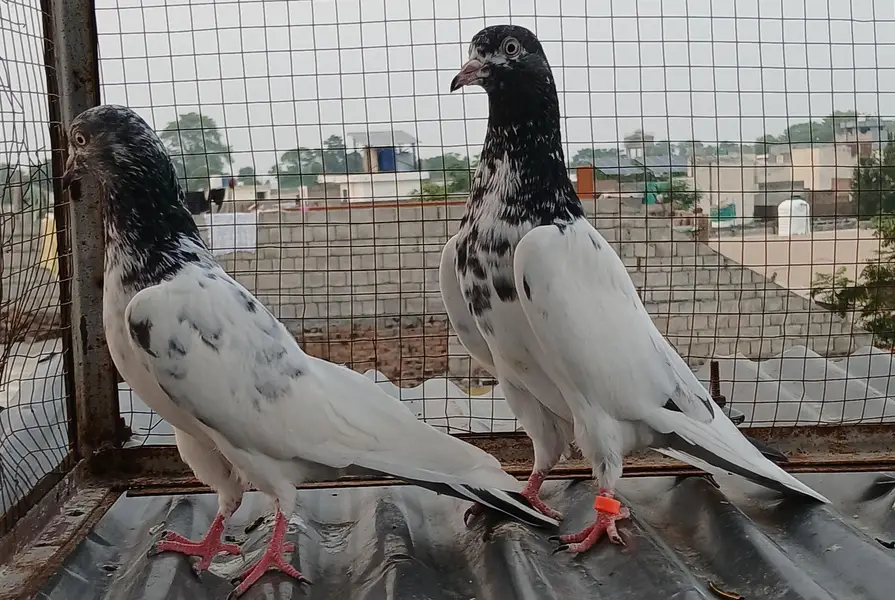 ch wala teedy  ali wala  breeder pairs — photo 4