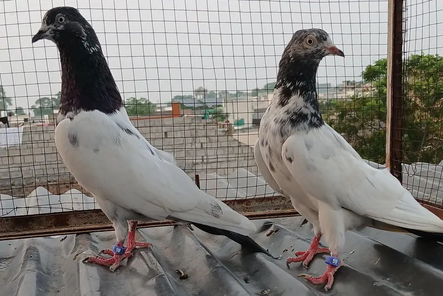 ch wala teedy  ali wala  breeder pairs — photo 5
