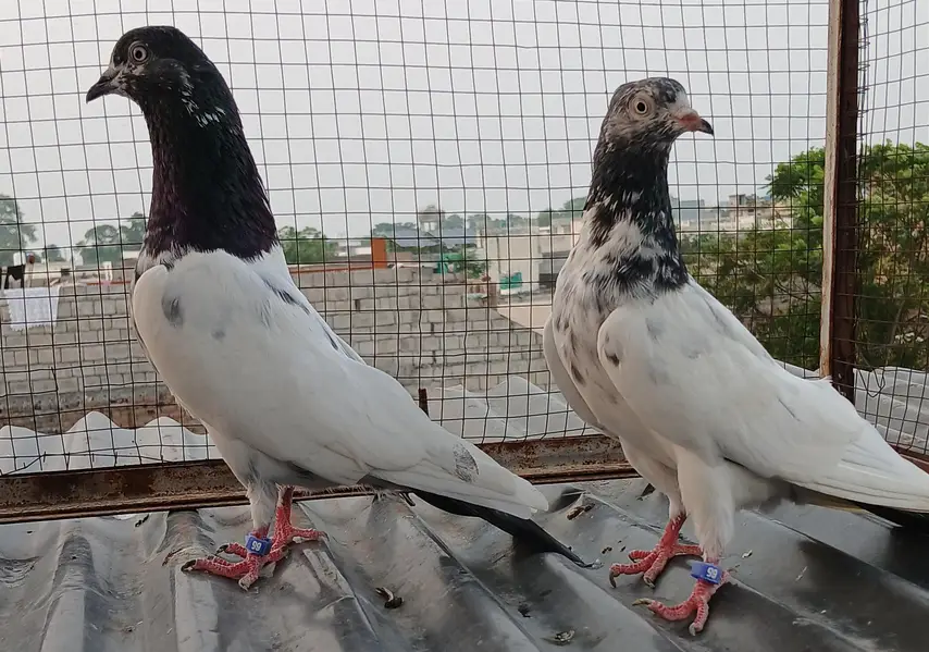 ch wala teedy  ali wala  breeder pairs — photo 6
