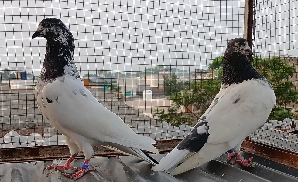 ch wala teedy  ali wala  breeder pairs — photo 7
