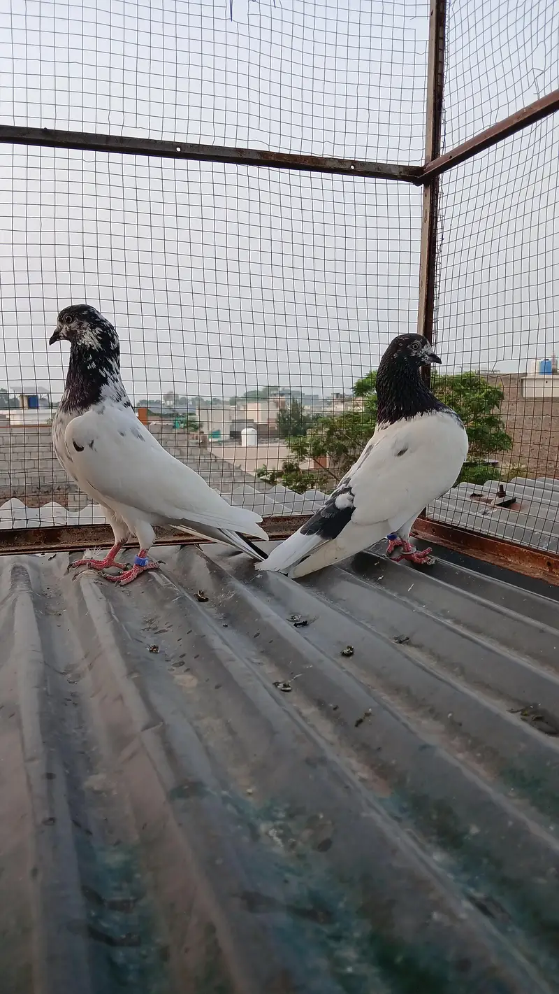 ch wala teedy  ali wala  breeder pairs — photo 8