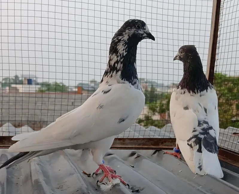 ch wala teedy  ali wala  breeder pairs — photo 9