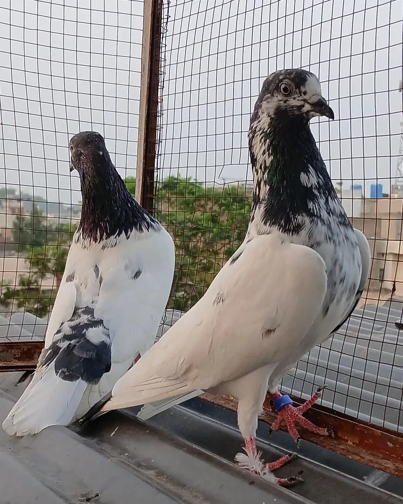 ch wala teedy  ali wala  breeder pairs — photo 10