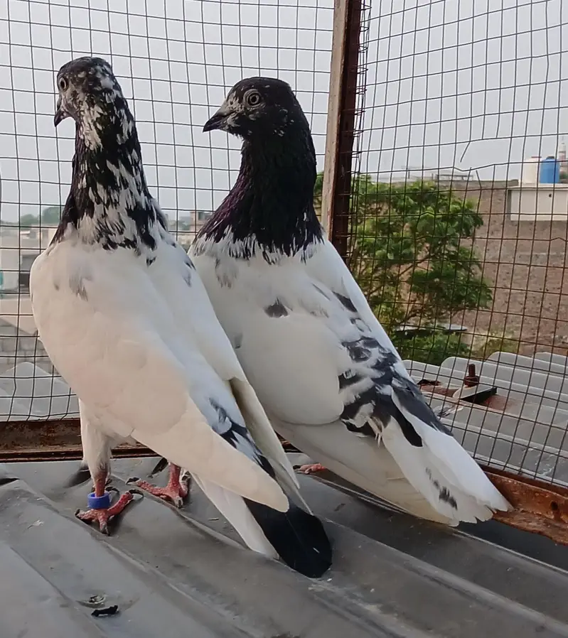 ch wala teedy  ali wala  breeder pairs — photo 11
