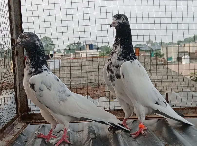 ch wala teedy  ali wala  breeder pairs — photo 12