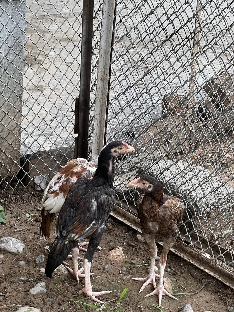 Aseel Madi with 3 Pathay — photo 3