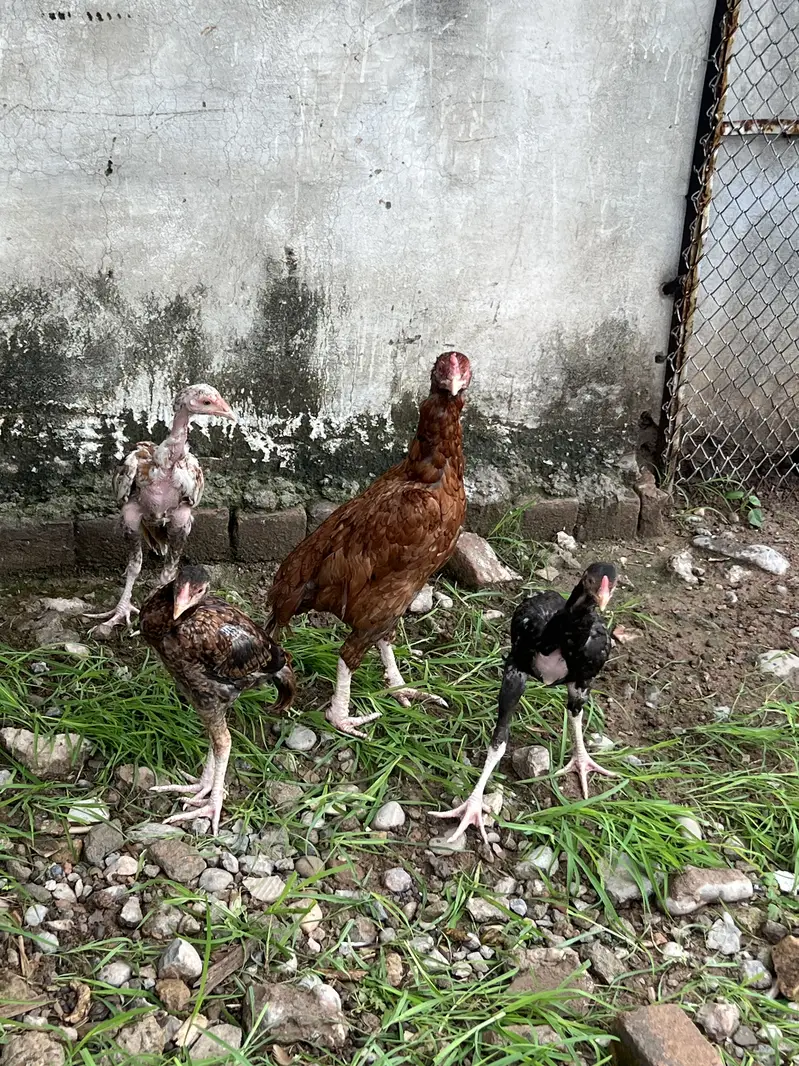 Aseel Madi with 3 Pathay — photo 4