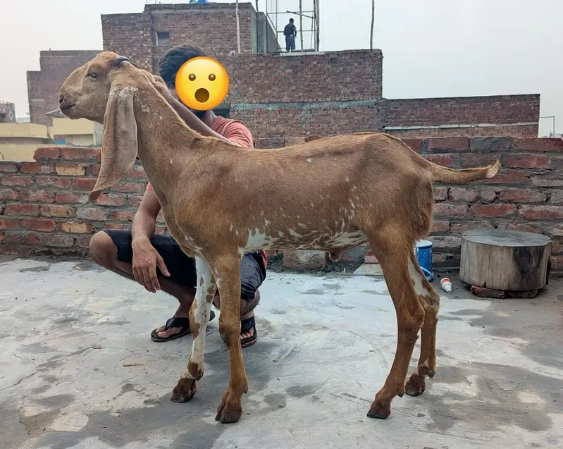 makhki chiny 3 bakry — photo 2