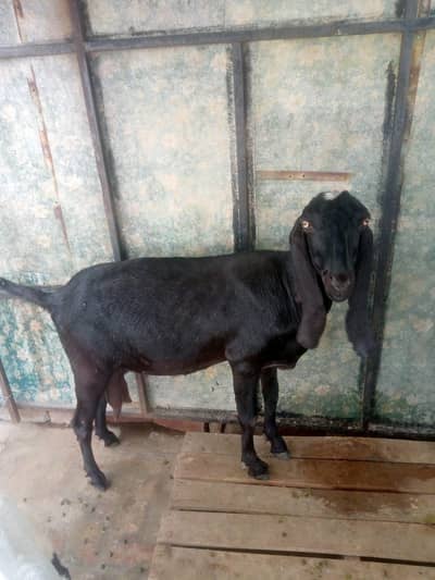 beetal gaban bakri