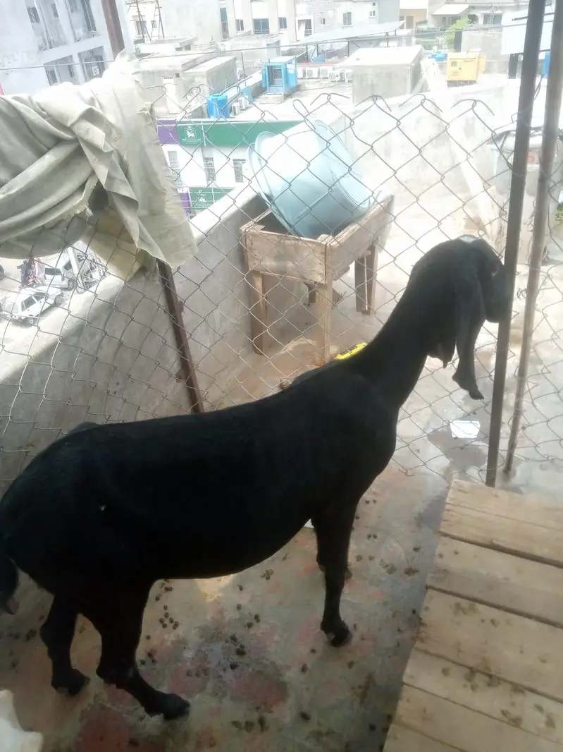 beetal gaban bakri — photo 2