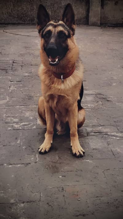 German Shepherd Up For Sale